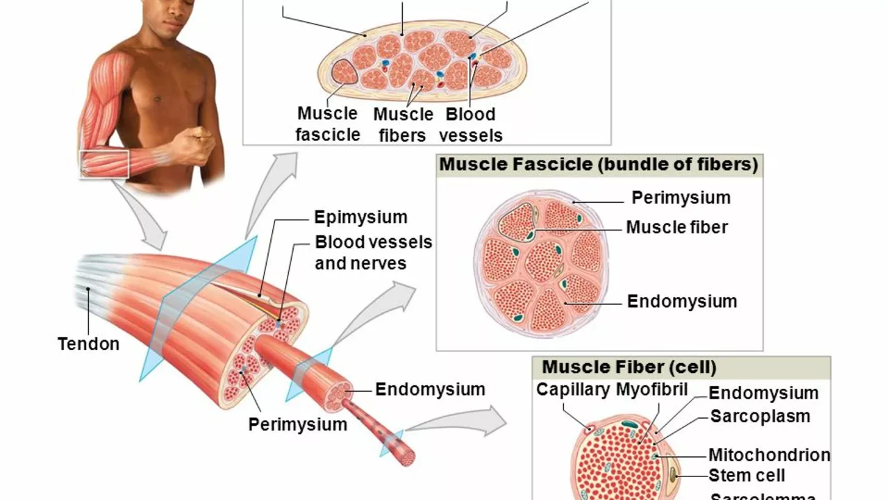 The Effects of Aging on Skeletal Muscle Conditions