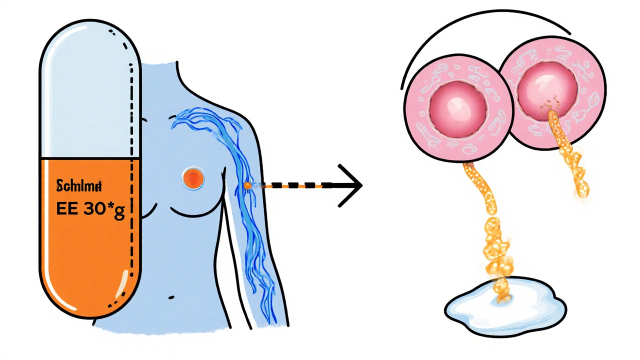 Ethinylestradiol and Breastfeeding: Risks, Guidelines & Alternatives