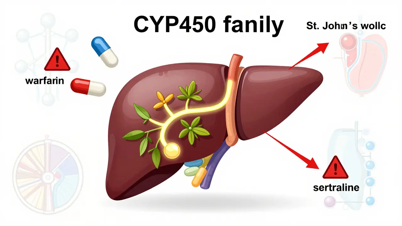 Herbal Supplements That Interact with Common Prescription Drugs